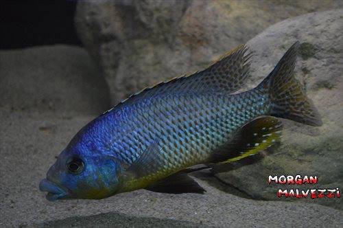 Protomelas sp. 'mbenji thick-lip' Mbenji Island